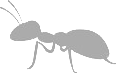 тень муравья